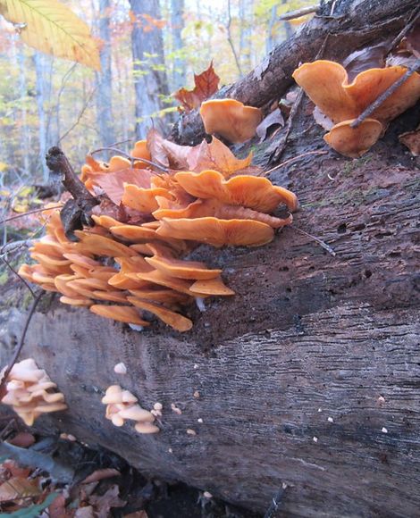 Oklahoma Wild Mushrooms Edible Wild Mushrooms, Wild Food Foraging, Mushroom Cultivation, Foraged Food, Chicken Eating, Edible Mushrooms, Mushroom Hunting, Venison Recipes, Mushroom Fungi