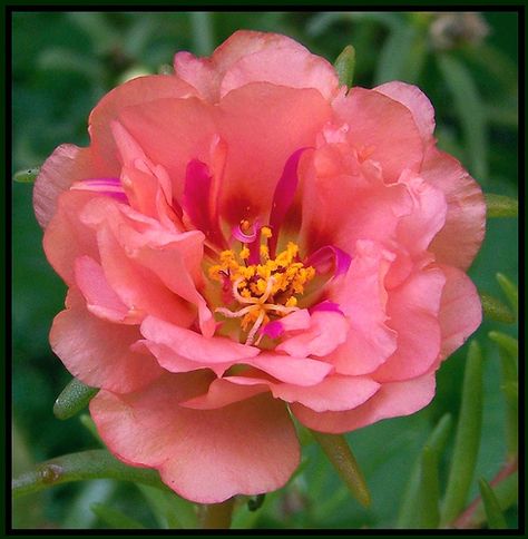 Moss Rose Planting Ideas, Moss Rose, Rose Moss Flower, Peach Roses Aesthetic, Portulaca Flowers, Portulaca Grandiflora, Peach Colored Roses, Desert Plants, Rose Photography