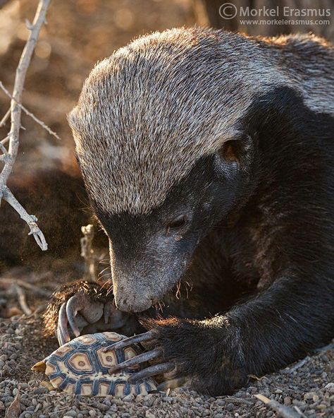 Badger Reference, Baby Badger, Honey Badgers, Fisher Cat, Kalahari Desert, Pine Marten, Honey Badger, Rare Animals, African Wildlife