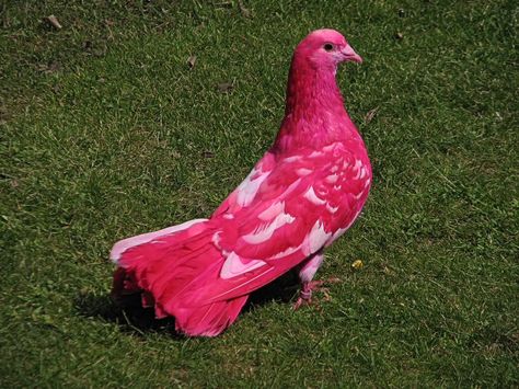 The Pink Pigeon is a species of Columbidae endemic to Mauritius, and is now very rare. It is the only Mascarene Pigeon that has not gone extinct. Fancy Pigeon, Pink Pigeon, Pigeon Breeds, Dove Pigeon, Pigeon Bird, Rare Breed, Character Design Animation, Wild Nature, Pretty Birds