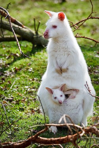 Melanistic Animals, Hiding In Plain Sight, Albino Animals, Australia Animals, Zoo Babies, Anime Nails, Animated Animals, About Animals, Rare Animals