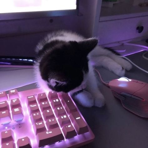 Literally Us, Pink Keyboard, Making Content, Creepy Faces, Cat Obsession, Baby Animals Pictures, Dark Paradise, Keyboard And Mouse, My Posts