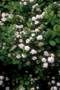 Tor Birchleaf Spirea gorgeous maroon purple orange in fall. 3x3 Birchleaf Spirea, Backyard Wooded Landscaping, Spirea Plant, Spirea Shrub, Faded Flowers, Wholesale Plants, Northern Wisconsin, Tiny White Flowers, Plant Tags