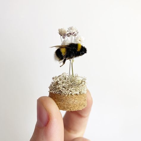 Bee Taxidermy Art, Curiosity Shelves, Small Taxidermy, Insect Diorama, Dry Terrarium, Bee Taxidermy, Taxidermy Bugs, Insect Pinning, Framed Taxidermy