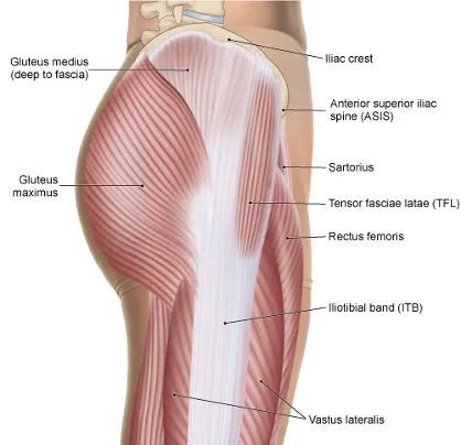 Tensor Fasciae Latae, Muscle Belly, Iliotibial Band, Fascia Lata, Sports Physical Therapy, Nasm Cpt, Gluteus Medius, Muscular System, Muscle Anatomy