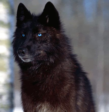 maccon.gif Husky Wolf Mix, Wolf With Blue Eyes, Black Husky, Black Wolves, Wolf Images, Wolf Photos, Wolf Wallpaper, Wolf Love, Wolf Pictures