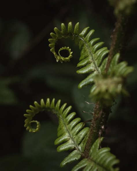 Dedicated to all the fern lovers out there… this is for you 🌿 I was going to make this caption a terrible pun about how there’s lovely fern-iture in the forest. Swipe through them all and tell me though… am I wrong? #ferns #fernphotography #botanical #fronds #leaves #leaflove #bracken #plants #leafphotography #macro_captures #nature_moods #green #folkgreen #fiftyshades_of_nature #botanicaldreamers #other_worldly_beauty #enchanting_forest #flora_perfection #forestphotography #leaveonlyleaves... Fern Spiral, Ferns Photography, Ferns Aesthetic, Forest Fern, Fern Photography, Bracken Fern, Sensitive Fern, Fern Leaf, Forest Leaves