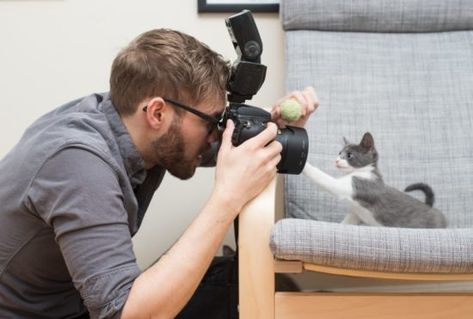 Cat Photography Q&A With Andrew Marttila - The Conscious Cat Picture Of Cat, Taking Cat, Foster Animals, Cat Picture, Online Pet Store, Foster Kittens, Pet Supplements, Cat Photos, Gorgeous Cats