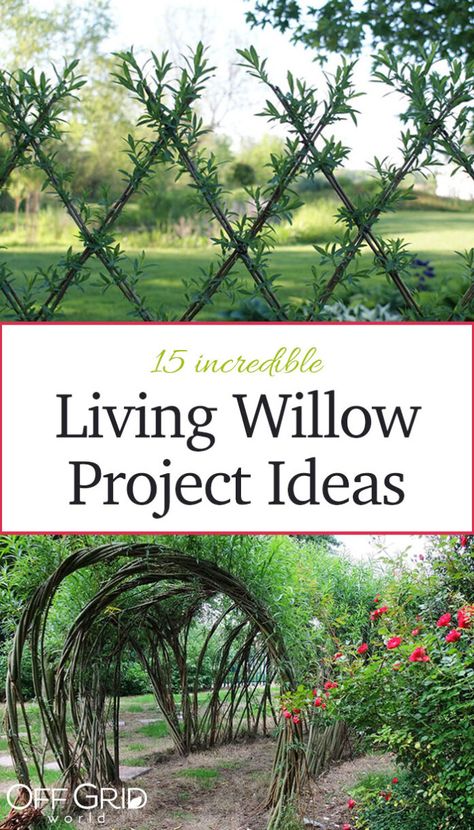 15 Fabulous Living Willow Project Ideas - Page 2 of 2 - Off Grid World Homesteading Layout, Twig Fence, Willow Trees Garden, Living Willow Structures, Living Willow Fence, Tennessee Garden, Forest Landscaping, Willow Project, Willow Structures