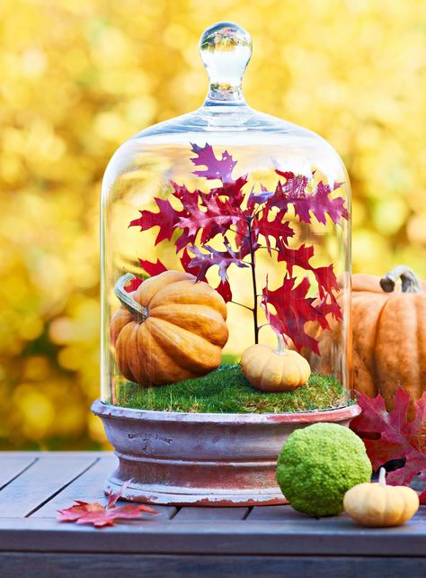 These fall arrangements include gourds, flowers, fall leaves, nuts, and more to create gorgeous, fresh-from-outside tabletops that will brighten your day. #centerpiece #tablesettings #centerpieceideas #fallideas #fallcenterpiece #bhg Outdoor Terrarium, Fall Cloche, Halloween Terrarium, Outdoor Fall Decor Ideas, Thanksgiving Decorating, Pumpkin Planter, Clever Halloween, Festive Tablescape, Pretty Pumpkins