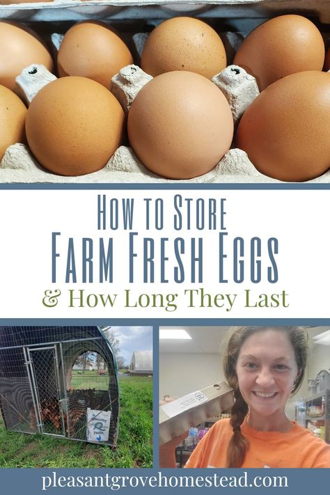 How to Store Farm Fresh Eggs (and How Long They Last) Best Laying Hens, Egg Test, Fresh Eggs Sign, Storing Eggs, Meal Worms, Chicken Care, Raising Chicks, Eggs For Sale, Farm Eggs