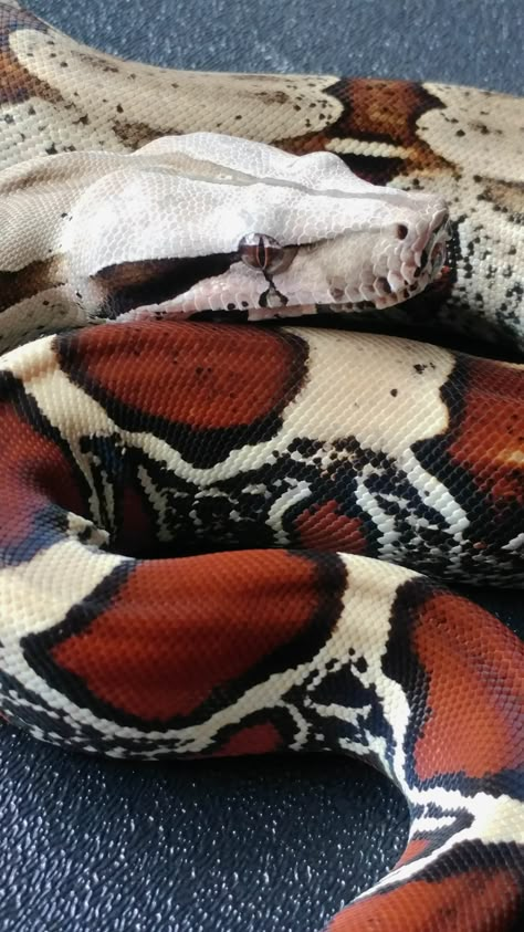 Red Tail Boa, Danger Noodles, Cool Snakes, Pretty Snakes, Red Snake, Cute Reptiles, Cute Snake, Pet Snake, Beautiful Snakes