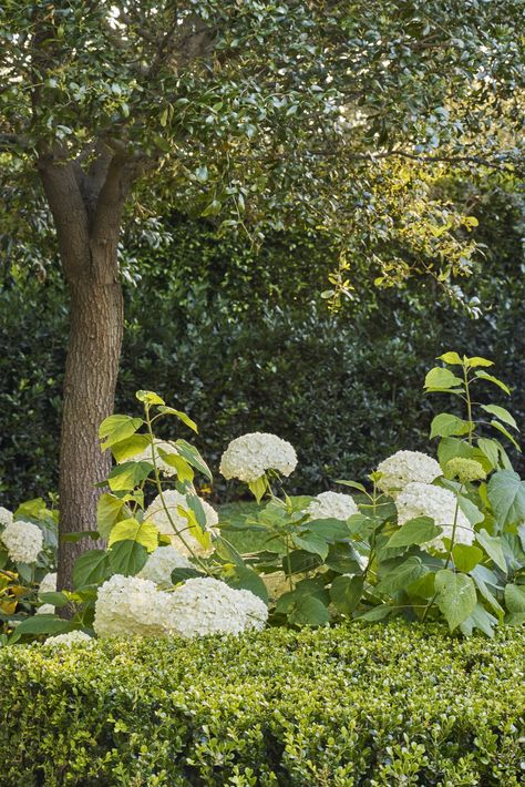 Carmelina Garden — benner landscape design Stinson Beach, Low Voltage Lighting, Garden Arbor, Lighting Design, Landscape Design, Exterior, Plants, Design, Landscape Designs