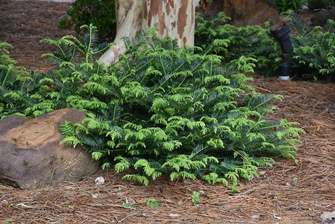 Japanese Plum Yew, Plum Yew, Deer Resistant Garden, Evergreen Landscape, Garden Mum, Low Maintenance Shrubs, Japanese Plum, Alpine Garden, Farm Nursery