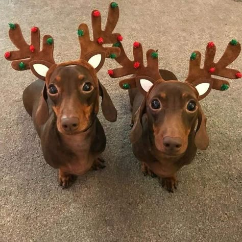 Dachshund Party, Weenie Dog, Weiners, Sausage Dogs, Wiener Dogs, Dachshund Christmas, Weenie Dogs, Funny Dachshund, Mini Dachshund