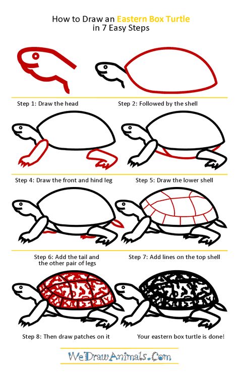 How to Draw an Eastern Box Turtle - Step-by-Step Tutorial Box Turtle Drawing, Turtle Drawing Easy, Turtle Sketch, Eastern Box Turtle, Turtle Drawing, Drawing Step By Step, Box Turtle, 4th Grade Art, Turtle Tattoo