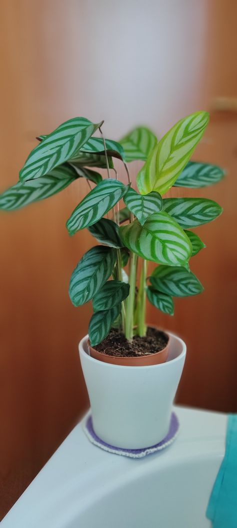 Calathea Setosa, Indoor Plants, Planter Pots, Plants, Green