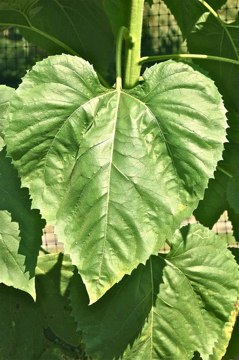 Leaf of a sunflower Sunflower Leaves Drawing, Leaf Reference Photo, Sunflower Leaves Painting, Kansas Tattoo, Leaf Close Up, Sunflower Leaf, Leaf Close Up Texture, Monument Signage, Paintings Flowers