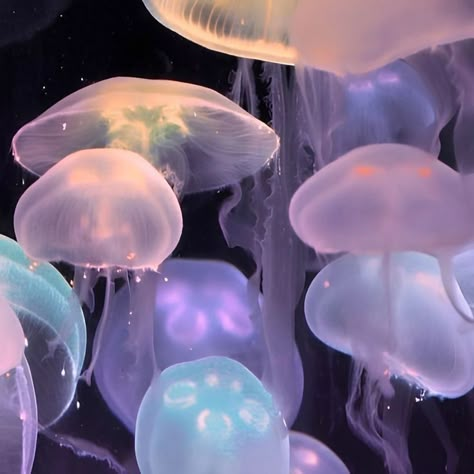 Pet Jellyfish, Jellyfish Tank, Jellyfish Art, Blue Skies, Playlist Covers, Aquariums, Jellyfish, Jelly, The Globe