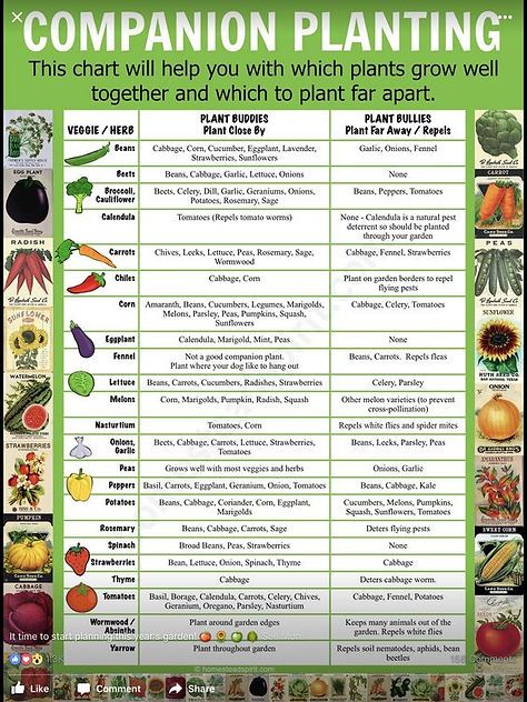 Garden Chart, Plant Pallet, Tomato Worms, Root Chakra Yoga, Planting Chart, Growing Calendar, Companion Planting Chart, Salad Maker, Vegetable Garden Layout