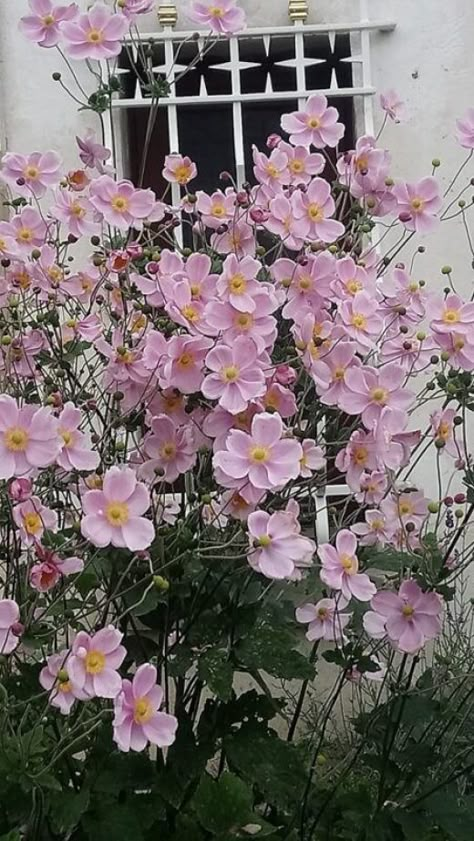 4 vivaces d’ombre à longue floraison - Aménager Son Jardin Apartment Balcony Garden, Backyard Vegetable Gardens, Green Power, Fragrant Flowers, Balcony Garden, Tropical Garden, Land Art, Shade Garden, Front Garden