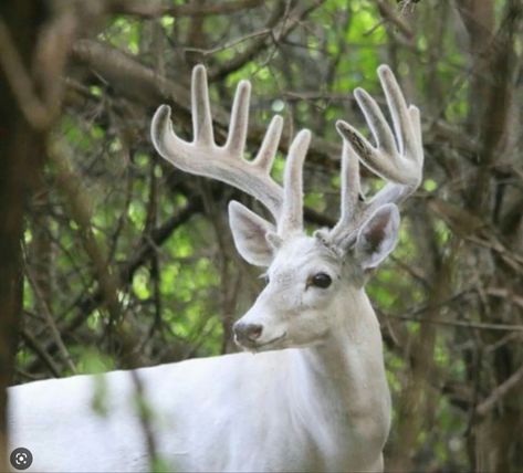 Bluebell Forest, Albino Deer, Axis Deer, Big Deer, White Hart, Deer Pictures, Fallow Deer, Whitetail Bucks, Albino Animals