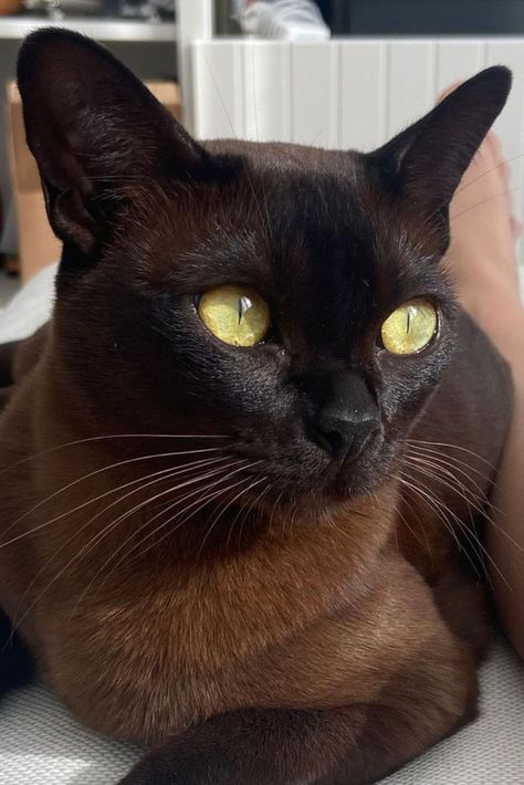 Cats Types, Burmese Cats, Cats Anime, Burmese Cat, Food Cat, Fierce Animals, Dream's Cat, Types Of Cats, House Cat