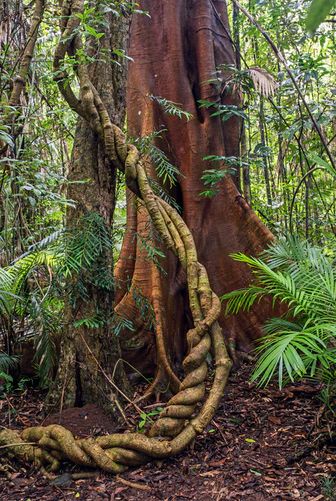 twisted tree branch on ground near palm plant during daytime photo – Free Australia Image on Unsplash Weird Trees, Tree Pictures, Jungle Tree, Amazon Forest, Twisted Tree, Forest Path, Tree Images, Banyan Tree, Unique Trees