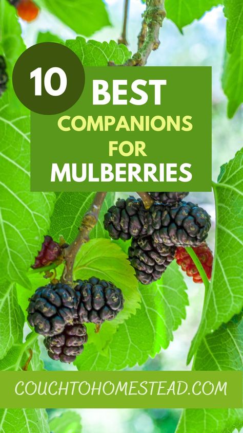 Mulberry tree Growing Mulberry Tree, Mulberry Tree Garden, Red Mulberry Tree, Mulberry Tree Guild, Mullbery Tree, Mulberry Benefits, Mulberry Plant, Backyard Orchard, Planting Fruit