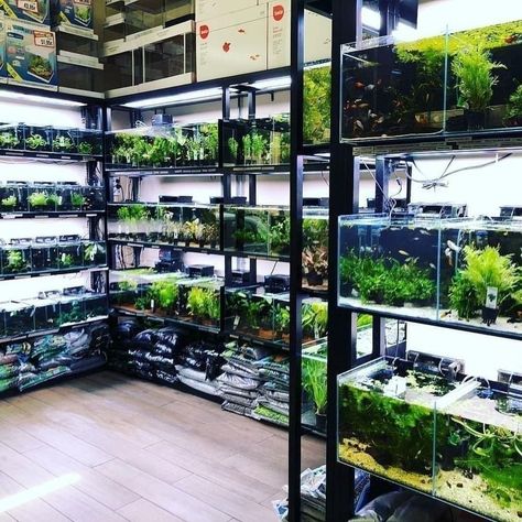 Aquascape Ideas, Pet Store Ideas, Turtle Aquarium, Aquarium Store, Aquarium Shop, Aquarium Garden, Aquascape Design, Tropical Fish Tanks, Reptile Room