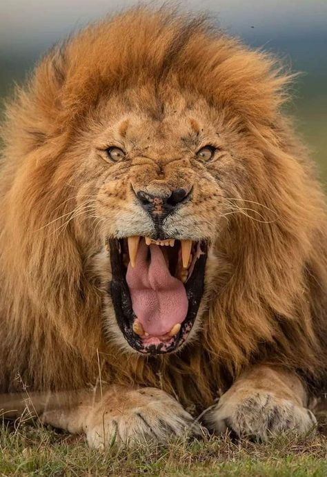 Scary Lion, Lion Reference, Wildlife Sculpture, Lion Couple, Big Cats Photography, Lions Den, Lion Head Tattoos, Lions Photos, Roaring Lion