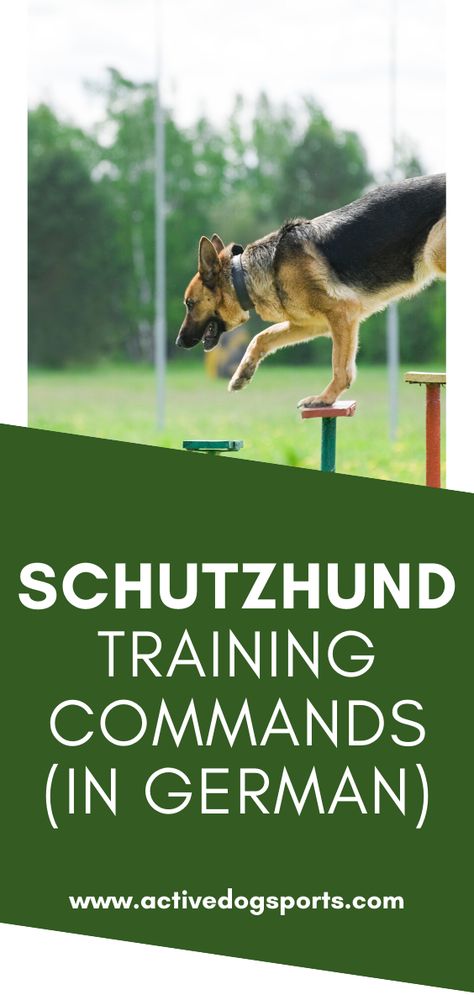 If you choose Schutzhund training for your dog, good chance he’ll learn German commands. Schutzhund, or protection dog in German, originated in Germany. In fact, if your dog learns German commands, you’ll need to learn them, too.  So, what are the basic Schutzhund training commands? Dog Commands In German, German Commands For Dogs, Tactical Dog Training, Schutzhund German Shepherd, German Dog Commands, Schutzhund Training, Protection Dog Training, Dog Training Ideas, Dogs Ears