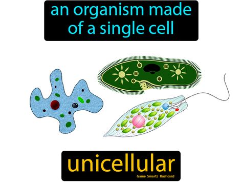 Unicellular definition: An organism made of a single cell. Cells And Organelles, Cell Definition, Cell Organelles Comic Strip, Bacterial Cell, Unicellular Organisms, Single Cell Organism, Science Flashcards, Langerhans Cell, Plants Worksheets