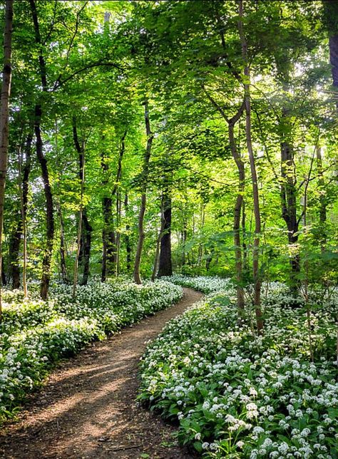 Forest Home Landscaping, Forest Backyard Landscaping, Backyard Forest Landscape, Woods Landscaping, Forest Landscaping, Woods Landscape, Forest Garden, Woodland Garden, Natural Garden