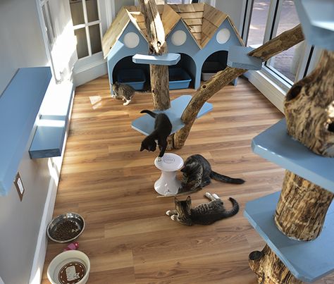 HausPanther.com |  Just Cats Clinic in Reston VA Gets Catified! |  Wow!  The Clinic uses this playroom for adoptable kitties from the local rescue organizations. Cat Hotel, Shelter Design, Pet Hotel, Cat Playground, Cat Enclosure, Animal Room, Cat Cafe, Cat Room, Cat Playing