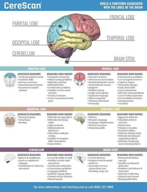 Brain function Brain Stem Function, Brain Structure And Functions, Brain Parts And Functions Psychology, Brain Function Chart, Psychology Brain Structure, Brain Anatomy And Function Notes, Behavioral Neuroscience Notes, Parts Of The Brain And Function, Brain Research