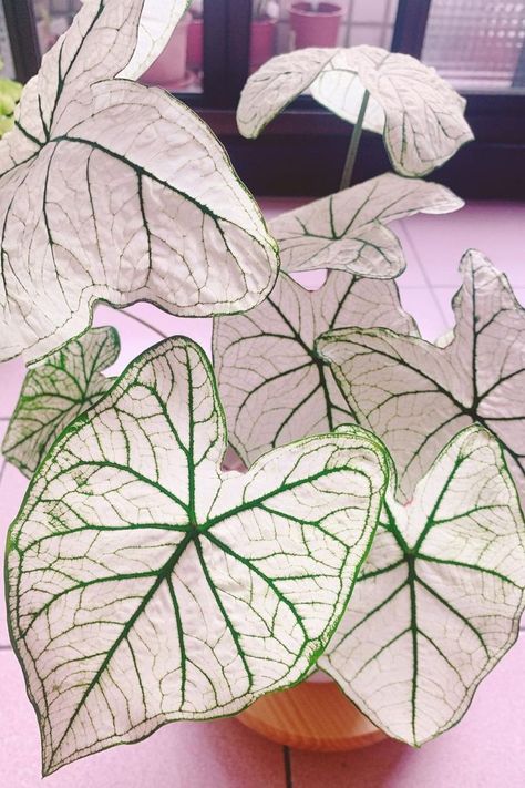 Master the Art of Nurturing Stunning Caladiums! Explore ideal conditions, watering techniques, and more in our comprehensive guide. Join us in becoming Caladium Candidum care experts! IG Photo by: louis_plants_life Green Veins, Replant, White Leaf, Foliage Plants, Outdoor Plants, Tropical Plants, Plant Life, Plant Care, South America