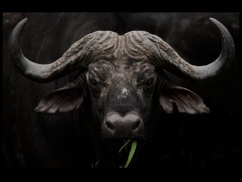 Buffalo Photography, Buffalo Pictures, African Animals Photography, Indian Buffalo, Botanical Tattoo Design, Buffalo Tattoo, Horned Animals, Buffalo Painting, Calf Cow