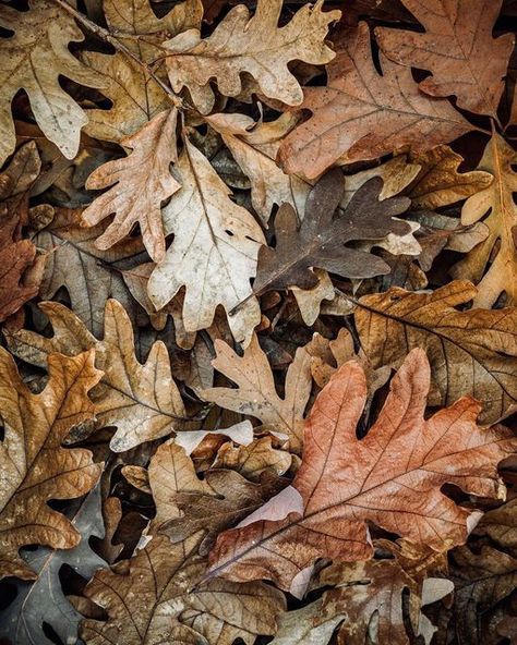 Christina Williams Photography on Instagram: "Fallen Oak Leaves 🍂 The Oak Tree A mighty wind blew night and day It stole the oak tree's leaves away Then snapped its boughs and pulled its bark Until the oak was tired and stark But still the oak tree held its ground While other trees fell all around The weary wind gave up and spoke, "How can you still be standing, Oak?" The oak tree said, "I know that you Can break each branch of mine in two Carry every leaf away Shake my limbs and make me swa Oak Leaf Photography, Fall Leaf Tree, Oak Tree Photography, Fall Leaves Photography, Oak Tree Pictures, Oak Tree Leaves, Oak Tree Bark, Squirrel Cake, Owl Medicine