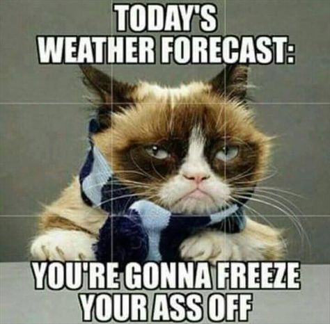 Today's Forecast: You're Gonna Freeze Your Ass Off Morning Funnies, Cold Weather Memes, Cold Weather Funny, Cold Weather Quotes, Grumpy Cat Quotes, Winter Humor, Weather Memes, Weather Quotes, Cat Humor