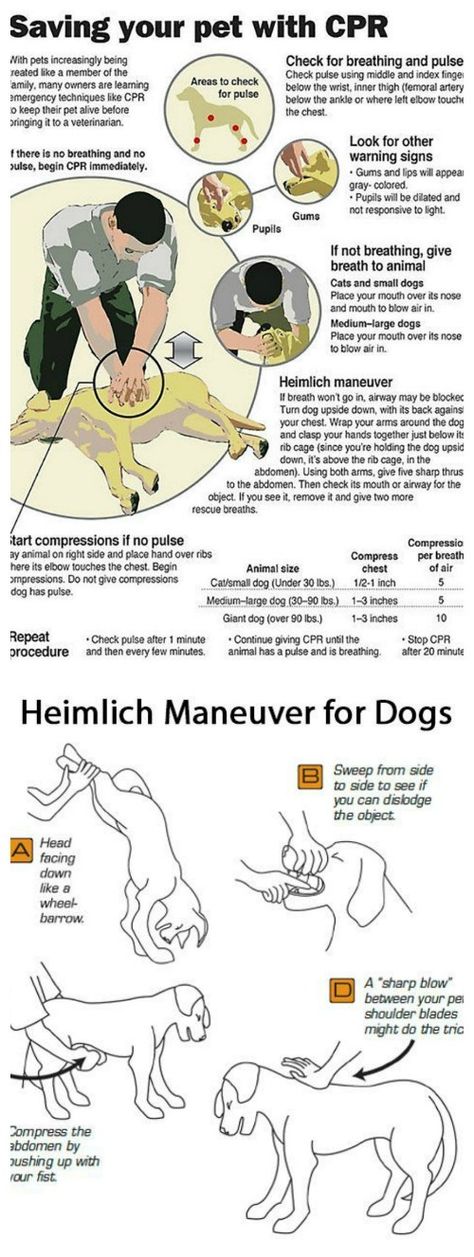 Heimlich Maneuver For Dogs, Heimlich Maneuver, Pet Shelter, Katt Grejer, Fu Dog, Akita Dog, Dog Info, Dog Care Tips, Pet Hacks