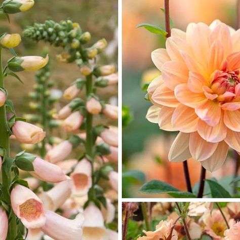 Gardening Know How on Instagram: "2024 WILL BE PEACHY! 🍑⁠ ⁠ #Pantone, the world's leading authority on color, has declared 'Peach Fuzz' to be its color of the year for 2024.⁠ ⁠ If you're dreaming of a #garden that radiates warmth and charm, consider adding the timeless touch of peach-colored flowers to your landscape. Peach is truly a timeless shade that never gets old. ⁠ ⁠ Get a list of our 7 favorite peach colored flowers using the link in our bio.⁠ ⁠ TAP HERE 👉 @gardeningknowhow ⁠ Then, TAP the 🔗 LINK IN OUR BIO⁠ ⁠" Pantone Flower, Gardening Trends, Plant Ideas, Annual Flowers, Colored Flowers, Peach Fuzz, Color Theme, Trends 2024, Color Of The Year