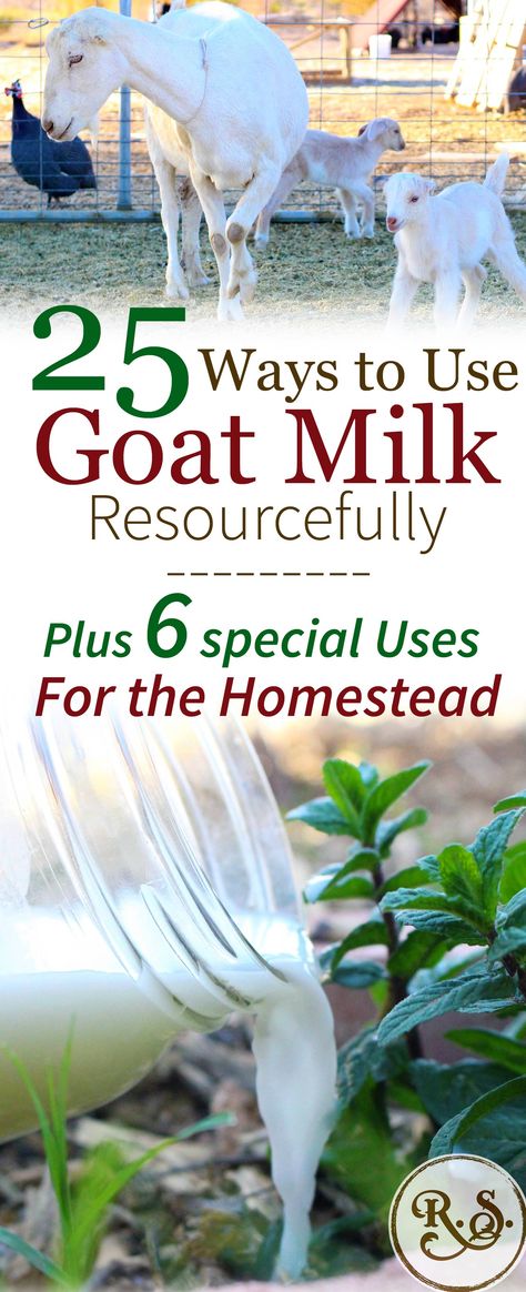 Things To Do With Goats Milk, Butter From Goat Milk, Things To Make With Goats Milk, Fresh Goat Milk Recipes, Best Goat Breeds For Milk, Milking Room Goat, What Can I Make With Goat Milk, Things To Make From Goats Milk, Easy Goat Milk Recipes