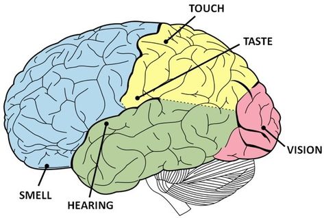 should start napping Structure Of Human Brain, Human Brain Facts, Time Perception, Brain Models, Brain Facts, The Human Brain, School Psychology, Surprising Facts, Human Brain