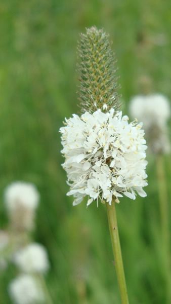 Dalea candida - White Prairie Clover Prairie Clover, Gardening Zones, Plant Zones, Moon Nursery, Clover Flower, Tree Seeds, Garden Kits, Colorful Garden, Plant Sale