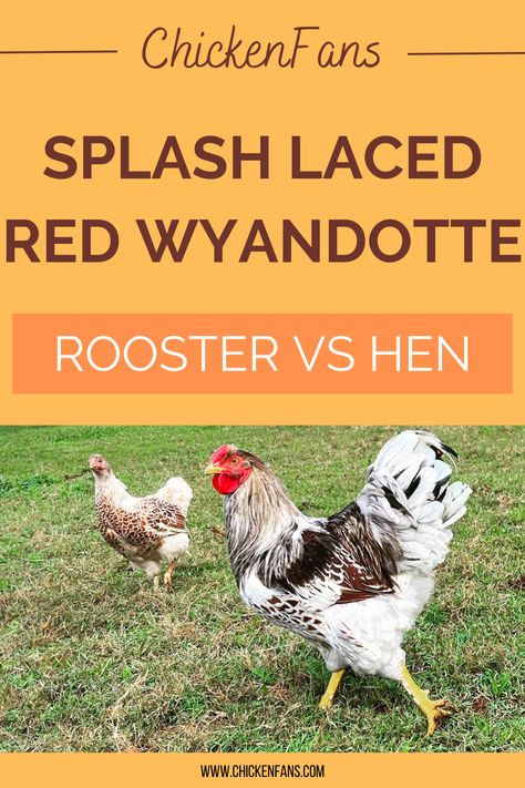 Both Splash Laced hens and roosters have the splash laced plumage. They share several features, such as the white fluff and white tails and the scalloped pattern on the wings. Young birds can be challenging to distinguish. Rooster Vs Hen, Wyandotte Rooster, Blue Laced Red Wyandotte, Laced Wyandotte, Wyandotte Chicken, Rhode Island Red, Egg Production, Black Pigment, Chicken Breeds