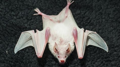 Bat Anatomy, Bat Aesthetic, Eastern Gray Squirrel, Stella Luna, Cute Bat, Vampire Bat, Pretty Animals, Weird Creatures, Weird Animals