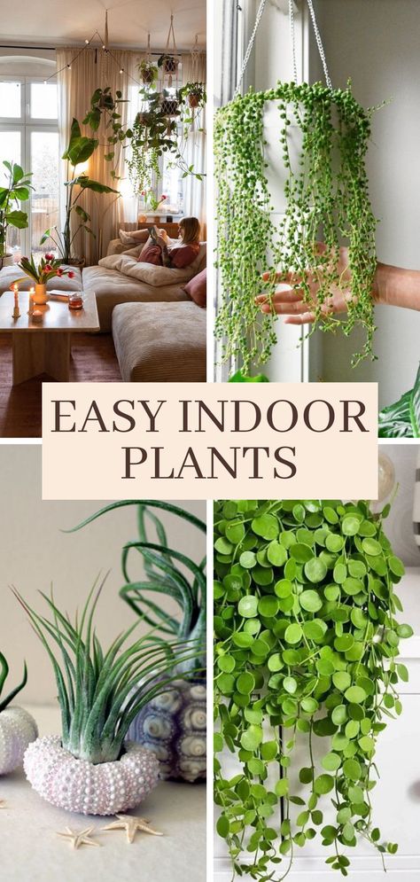 Discover 10 of the most beautiful and easy-to-care-for indoor plants perfect for adding a touch of greenery to any home. This pin features ideas like Tillandsia, Silver Dollar Plant, and String of Pearls Beautiful Indoor Plants, Snake Plants, Indoor Jungle, Chic Vibes, Snake Plant, Low Maintenance, Indoor Plants, Oasis, Lush