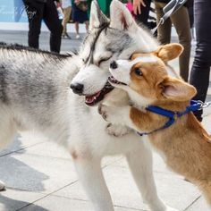 Corgi And Husky, Baby Corgis, Dog Pets, Siberian Huskies, Cute Corgi, Welsh Corgi, Cute Creatures, Mans Best Friend, Cute Funny Animals