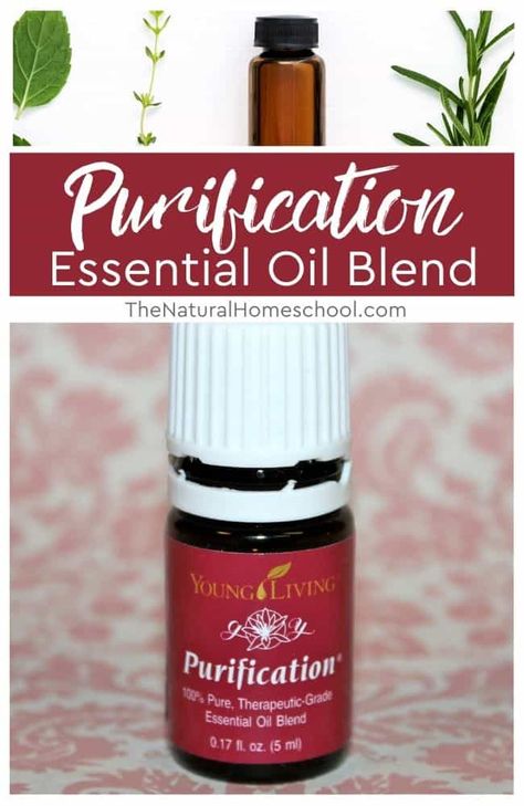 Purification Essential Oil: Ingredients, Uses & Ideas (Free Printable) Are you interested in learning about an essential oil blend called Purification? Download your free Purification Information card! #essentialoils #youngliving #healthyliving #younglivingessentialoils Purification Essential Oil Blend, Diy Purification Essential Oil, Purification Diffuser Blend, Purification Oil, Purification Essential Oil, Esential Oils, Essential Oils For Face, Yl Oils, Essential Oils Bath